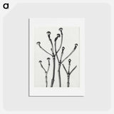 アートポストカード-Cornus Florida - カール ブロスフェルト Postcard.