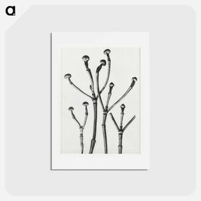 アートポストカード-Cornus Florida - カール ブロスフェルト Postcard.