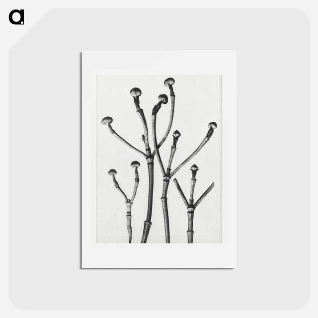 アートポストカード-Cornus Florida - カール ブロスフェルト Postcard.