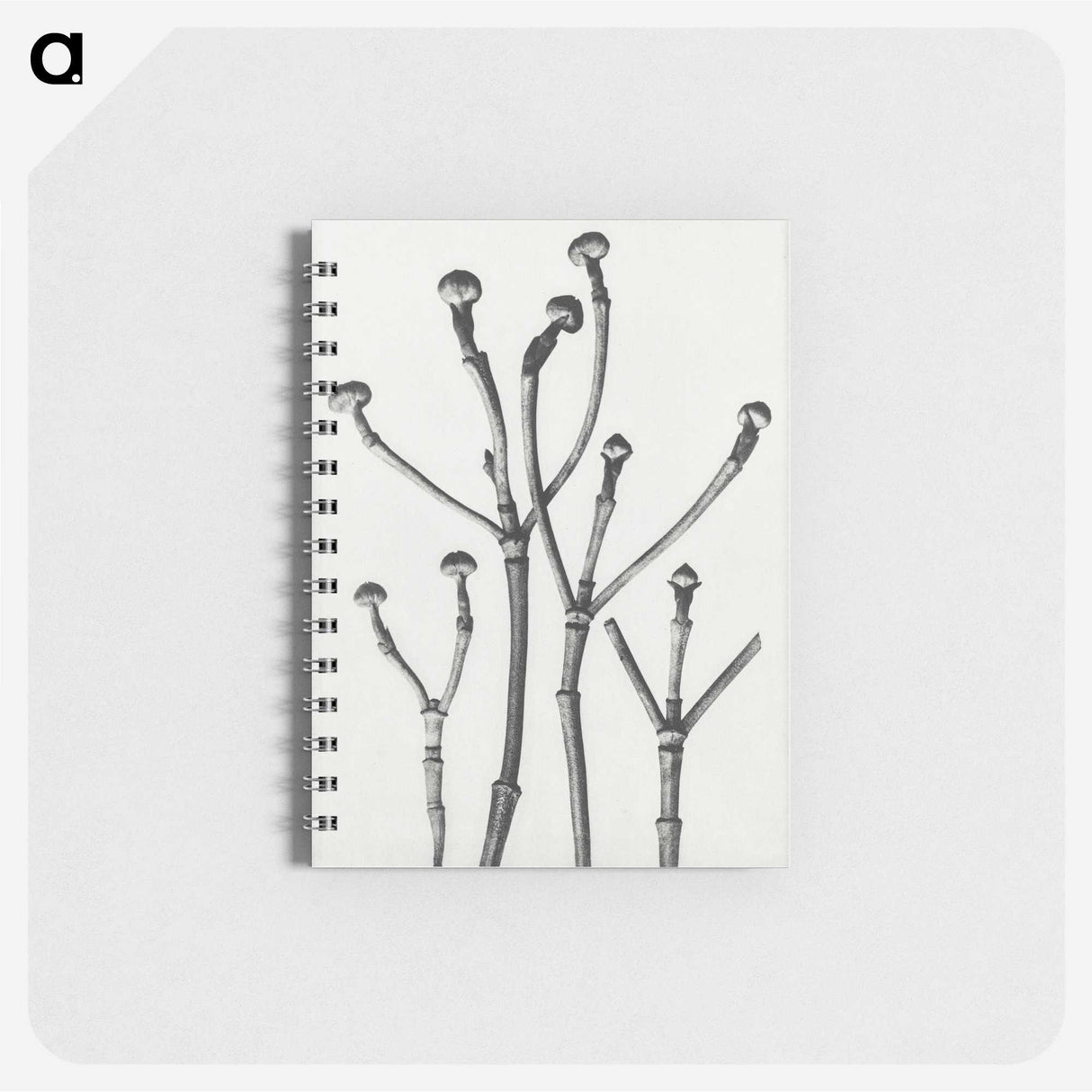 1-29_Karl-Blossfeldt_memo