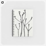 1-29_Karl-Blossfeldt_memo
