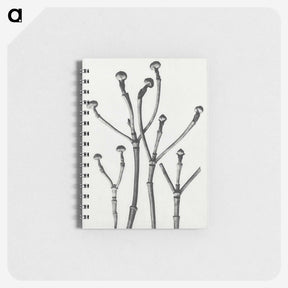 1-29_Karl-Blossfeldt_memo