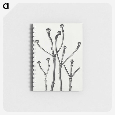 1-29_Karl-Blossfeldt_memo