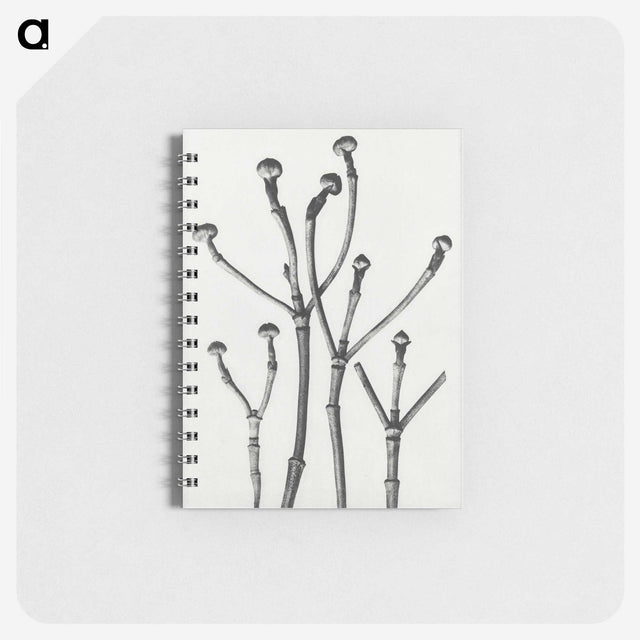 1-29_Karl-Blossfeldt_memo