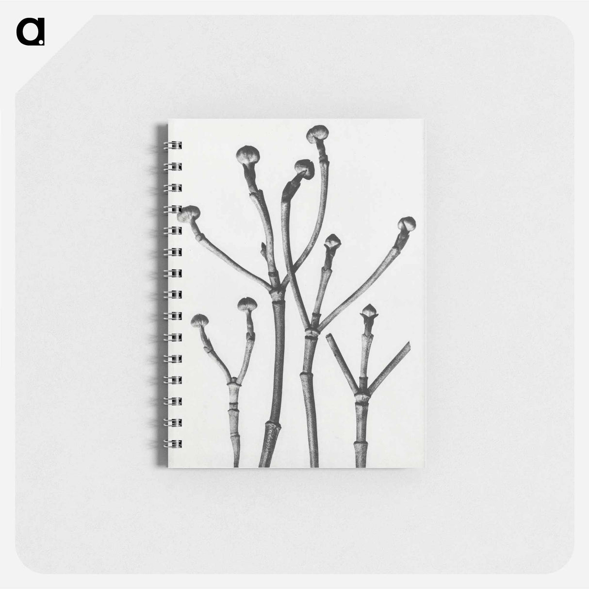 Cornus Florida - カール ブロスフェルト Memo.