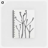 Cornus Florida - カール ブロスフェルト Memo.