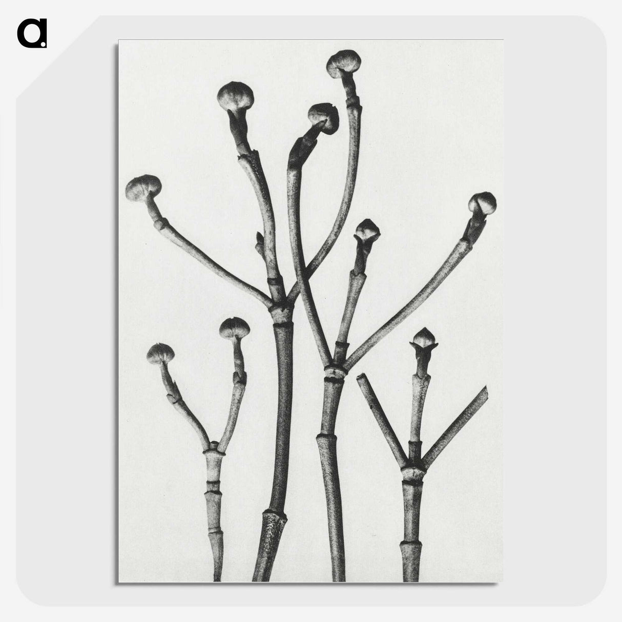 1-29_Karl-Blossfeldt_picture-crop