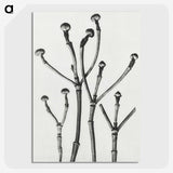1-29_Karl-Blossfeldt_picture-crop