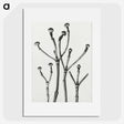 1-29_Karl-Blossfeldt_picture
