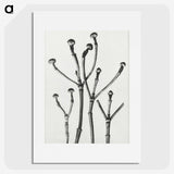 1-29_Karl-Blossfeldt_picture