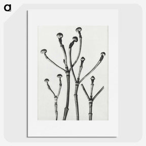 1-29_Karl-Blossfeldt_picture