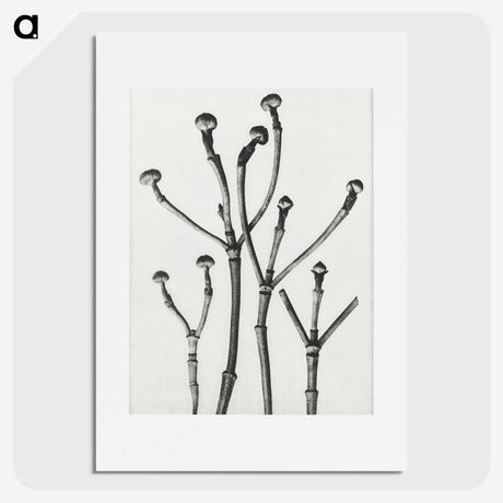 1-29_Karl-Blossfeldt_picture