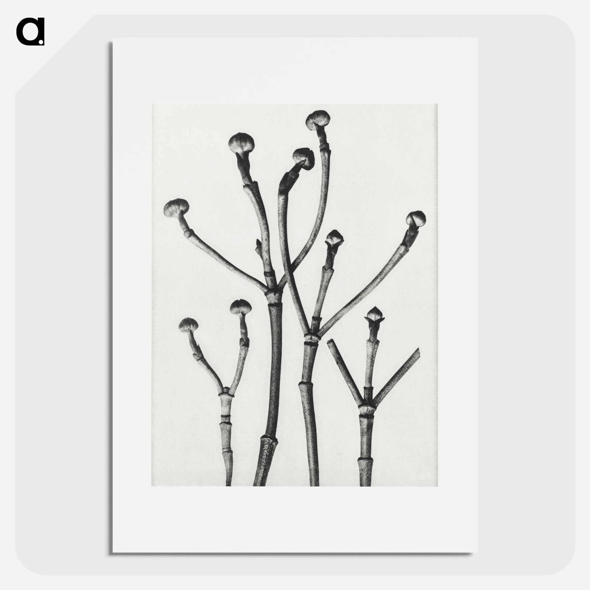 Cornus Florida - カール ブロスフェルト Poster.