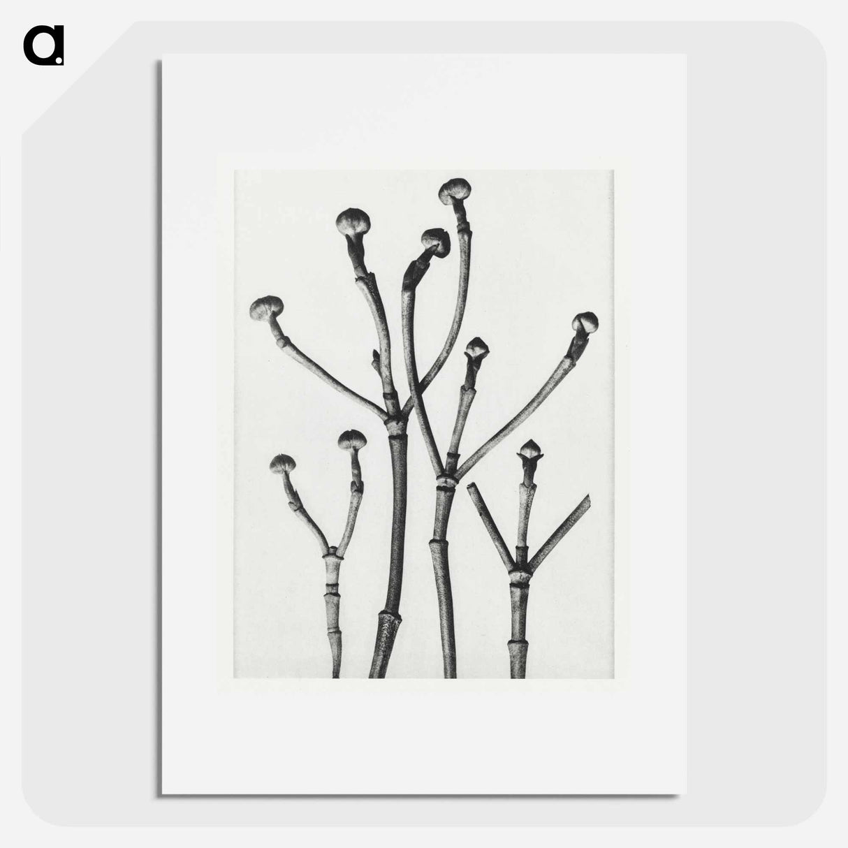 Cornus Florida - Karl Blossfeldt Poster.