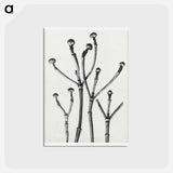アートポストカード-Cornus Florida - カール ブロスフェルト Postcard.