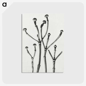 1-29_Karl-Blossfeldt_postcard