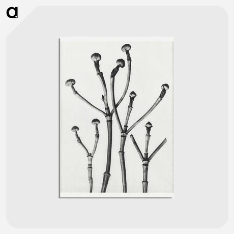 アートポストカード-Cornus Florida - カール ブロスフェルト Postcard.