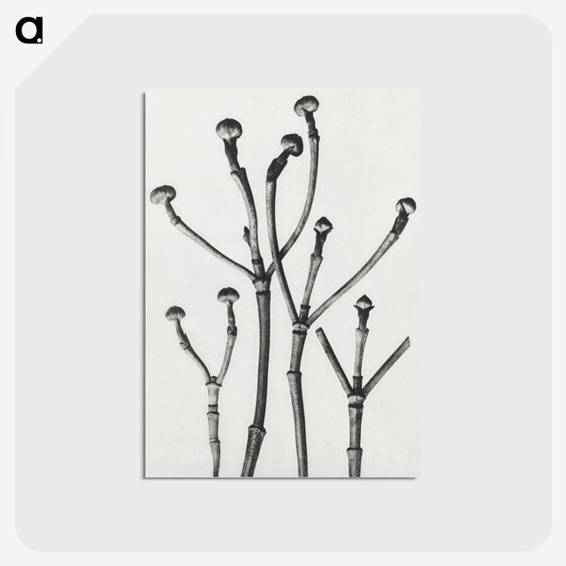 1-29_Karl-Blossfeldt_postcard