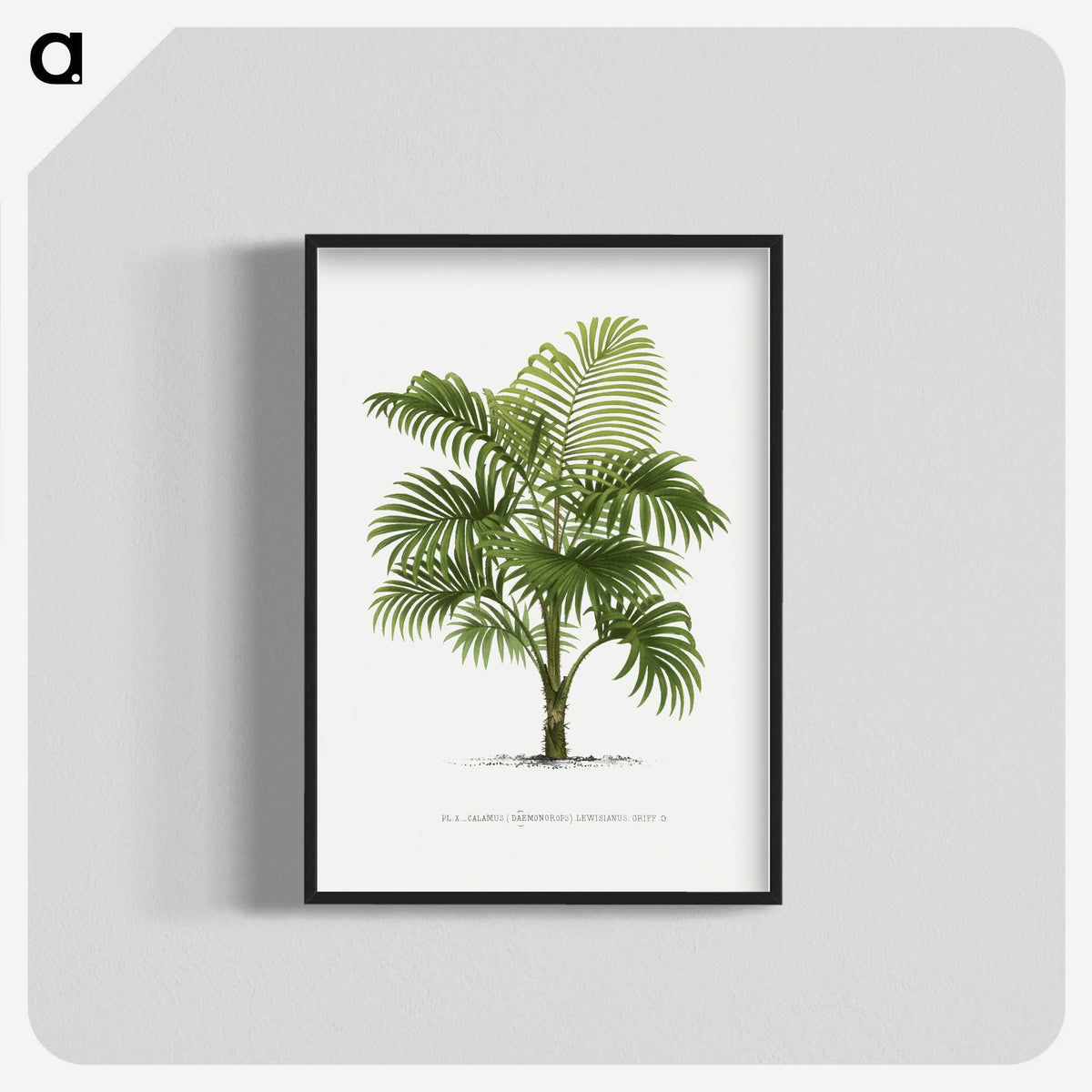 1-29_Les-Palmiers-Histoire-Iconographique_blk-crop