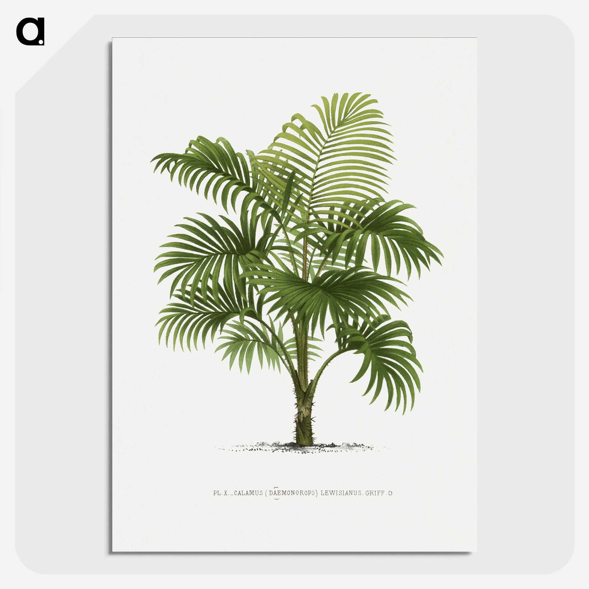 1-29_Les-Palmiers-Histoire-Iconographique_picture-crop
