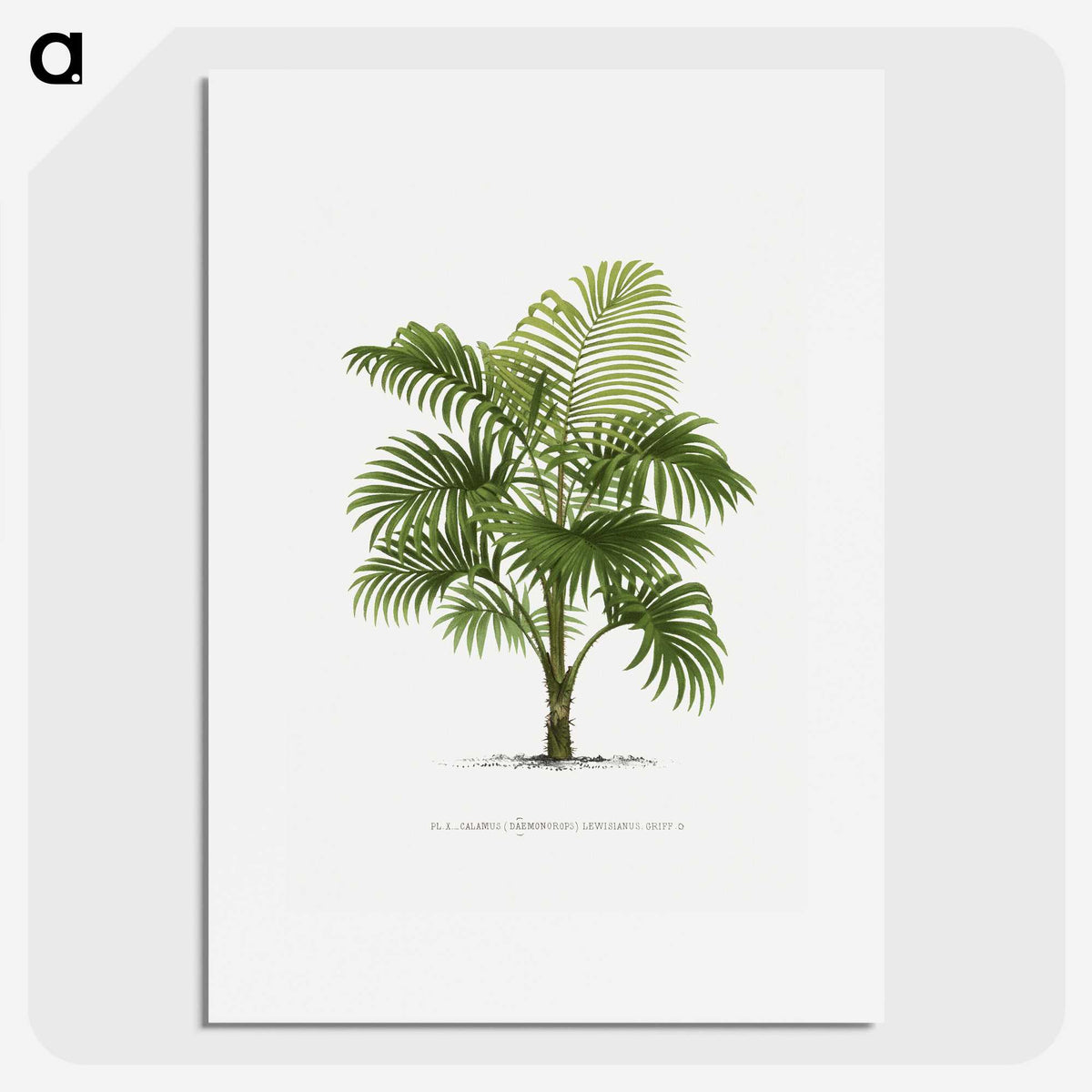 1-29_Les-Palmiers-Histoire-Iconographique_picture