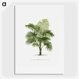 1-29_Les-Palmiers-Histoire-Iconographique_picture
