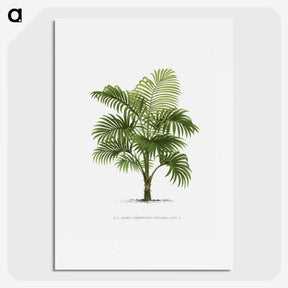 1-29_Les-Palmiers-Histoire-Iconographique_picture