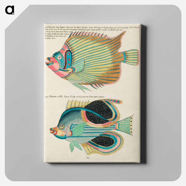 アートパネル-Moluccan Fishes
 - ルイ ルナール Canvas.