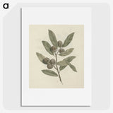 1-29_Luigi-Balugani_picture