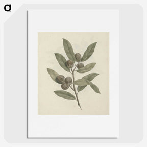 1-29_Luigi-Balugani_picture