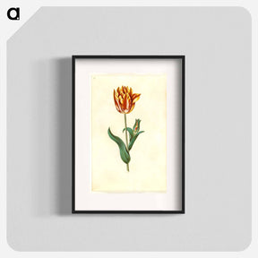 アートポスター-Tulipa gesneriana
 - マリア ジビーラ メーリアン Poster.
