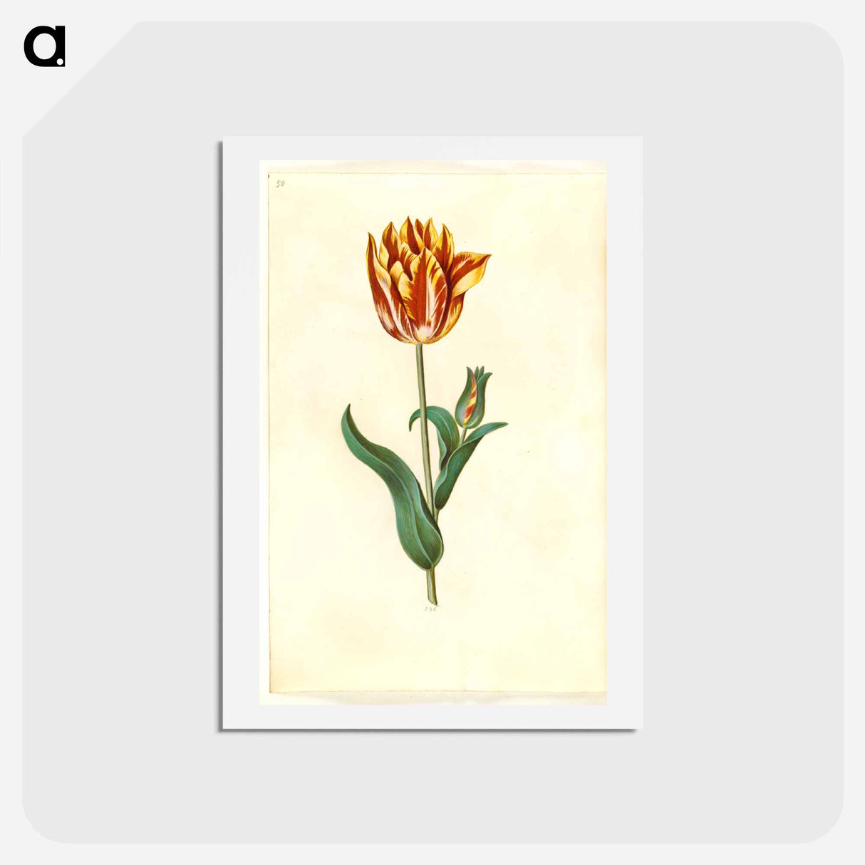 アートポストカード-Tulipa gesneriana
 - マリア ジビーラ メーリアン Postcard.