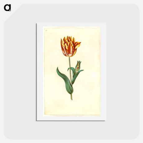 アートポストカード-Tulipa gesneriana
 - マリア ジビーラ メーリアン Postcard.