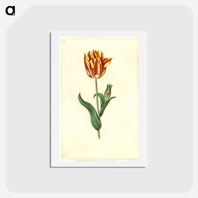 アートポストカード-Tulipa gesneriana
 - マリア ジビーラ メーリアン Postcard.