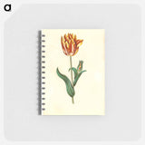 アートメモ帳-Tulipa gesneriana
 - マリア ジビーラ メーリアン Memo.