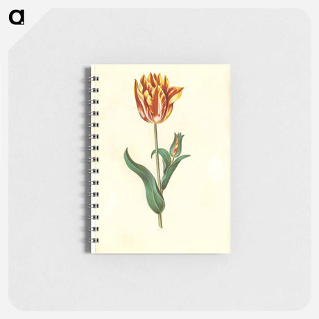 アートメモ帳-Tulipa gesneriana
 - マリア ジビーラ メーリアン Memo.