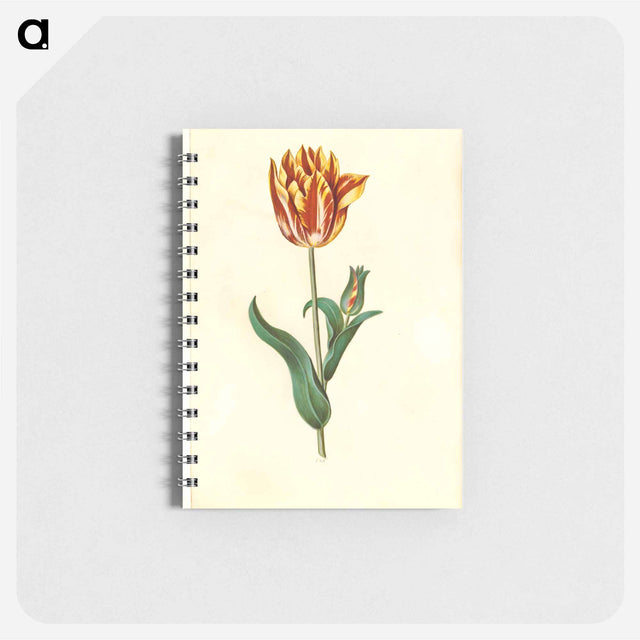 アートメモ帳-Tulipa gesneriana
 - マリア ジビーラ メーリアン Memo.