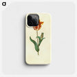 1-29_Maria-Sibylla-Merian_phone