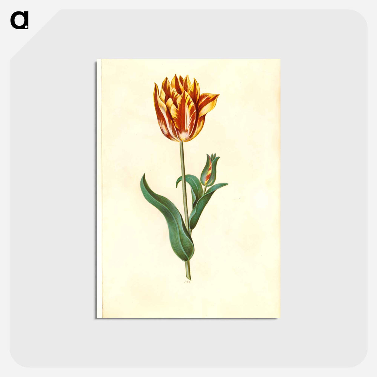 アートポストカード-Tulipa gesneriana
 - マリア ジビーラ メーリアン Postcard.