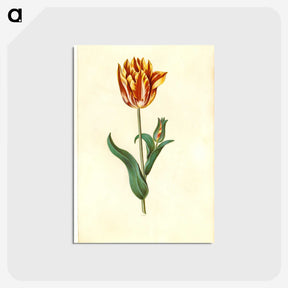 1-29_Maria-Sibylla-Merian_postcard