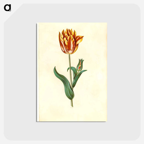 アートポストカード-Tulipa gesneriana
 - マリア ジビーラ メーリアン Postcard.