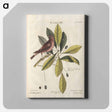 アートパネル-Bird and Plants Illustration
 - マーク ケイツビー Canvas.