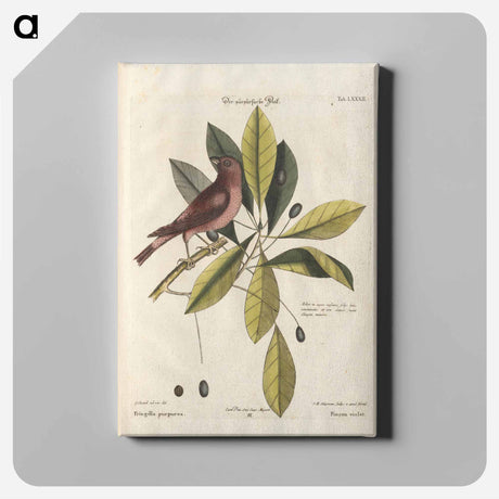 アートパネル-Bird and Plants Illustration
 - マーク ケイツビー Canvas.