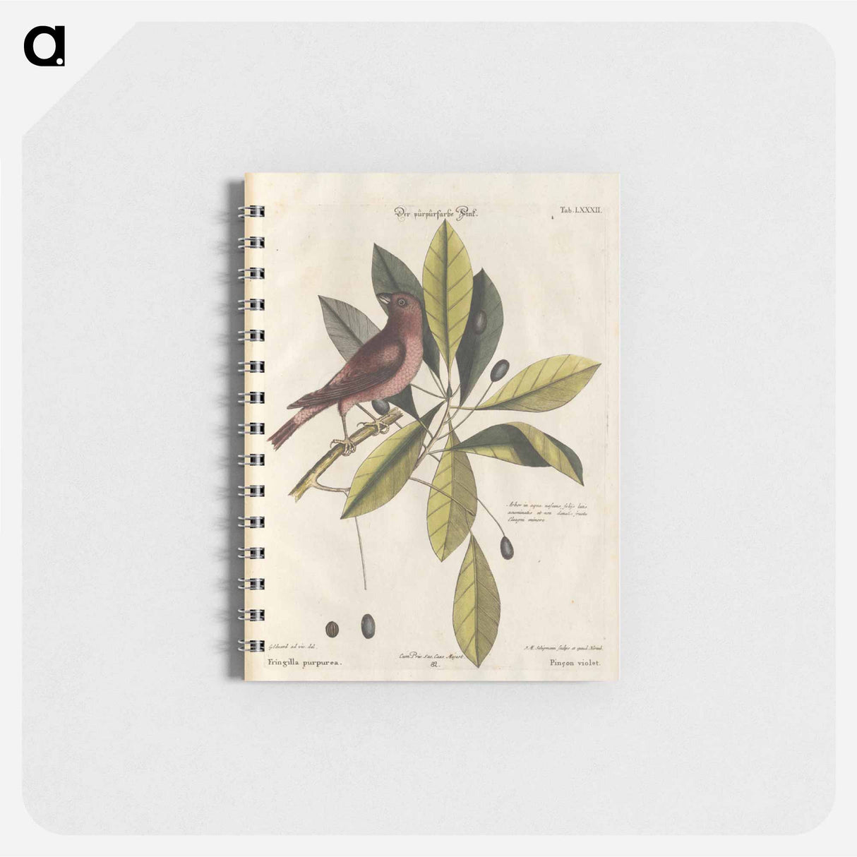 アートメモ帳-Bird and Plants Illustration
 - マーク ケイツビー Memo.