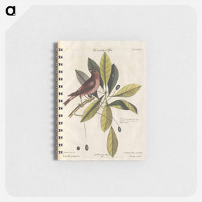 アートメモ帳-Bird and Plants Illustration
 - マーク ケイツビー Memo.