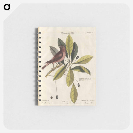 アートメモ帳-Bird and Plants Illustration
 - マーク ケイツビー Memo.