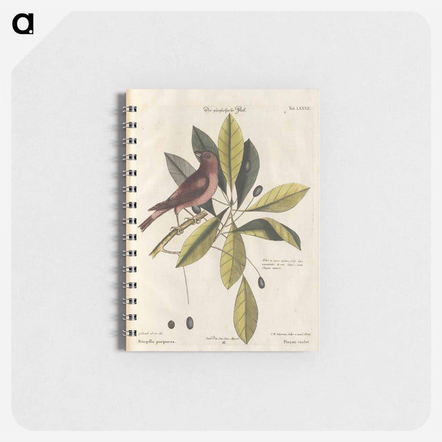 アートメモ帳-Bird and Plants Illustration
 - マーク ケイツビー Memo.