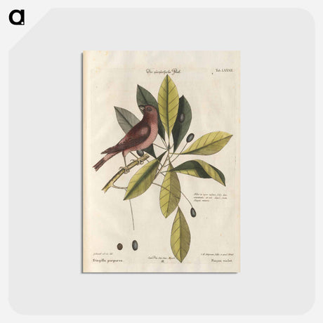 アートポストカード-Bird and Plants Illustration
 - マーク ケイツビー Postcard.