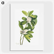 1-29_Mary-Vaux-Walcott_picture
