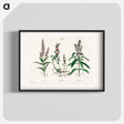 アートポスター-Pennyroyal Illustration
 - 薬用植物学 Poster.